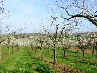 11 Cerisiers en fleurs dans l&#39;Ortenau Mösbach 10 04 2016 27